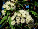 Óleo essencial de Eucalipto (Eucalyptus citriodora) ORGÂNICO NÃO CERTIFICADO - 10mL - Imagem 2