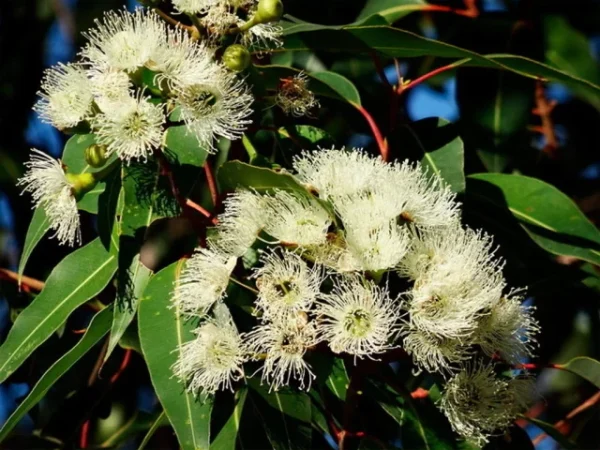 Óleo essencial de Eucalipto (Eucalyptus citriodora) ORGÂNICO NÃO CERTIFICADO - 10mL - Imagem 2