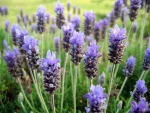 Hidrolato de Lavanda Brasileira (Lavandula dentata) ORGÂNICO - 200mL - Imagem 2