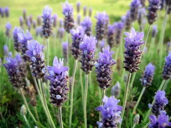 Hidrolato de Lavanda Brasileira (Lavandula dentata) ORGÂNICO - 200mL - Imagem 2