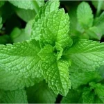 Óleo essencial de Hortelã Pimenta (Mentha piperita) - 10mL - Imagem 2